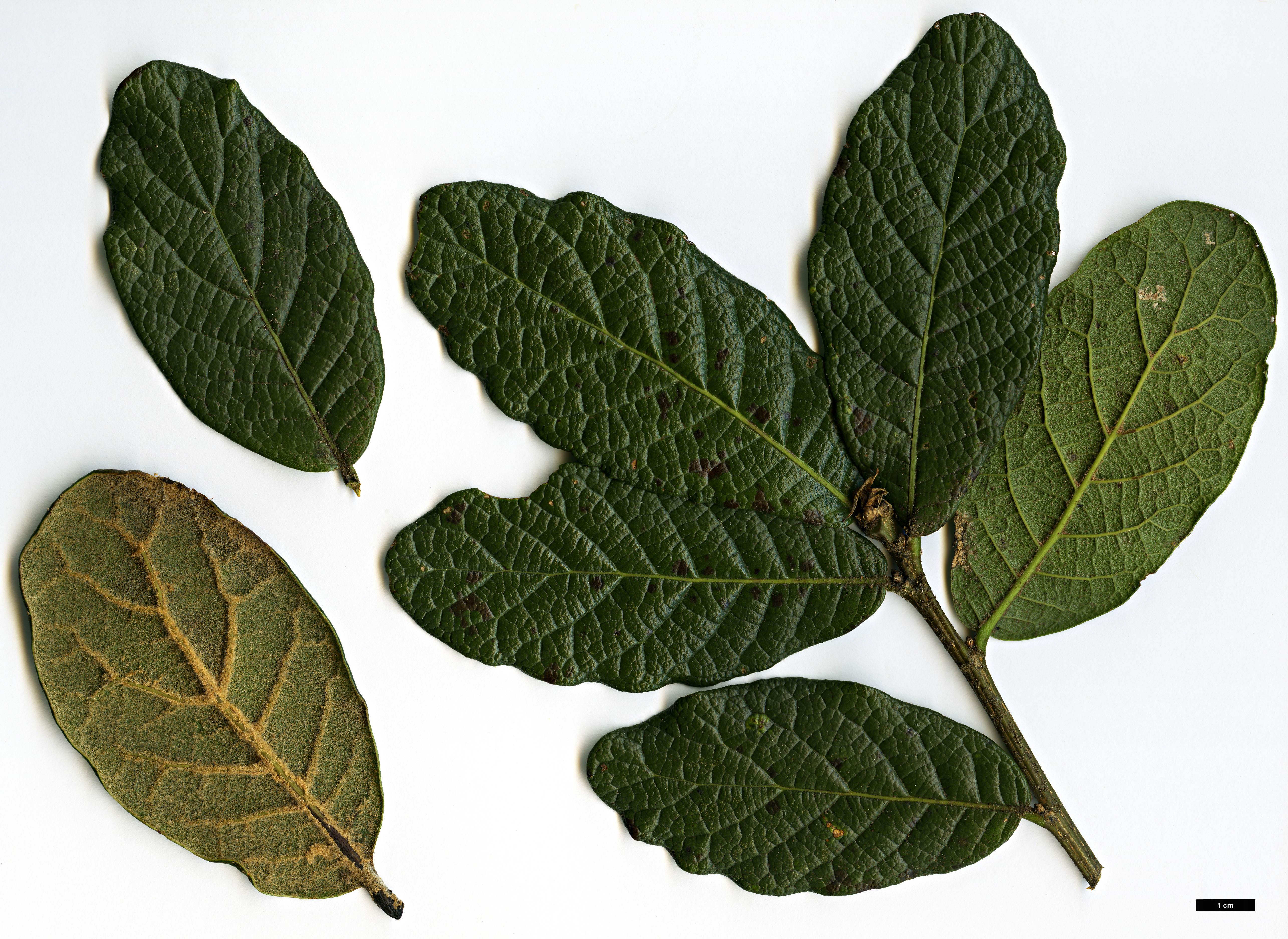 High resolution image: Family: Fagaceae - Genus: Quercus - Taxon: costaricensis High resolution image: Family: Fagaceae - Genus: Quercus - Taxon: costaricensis